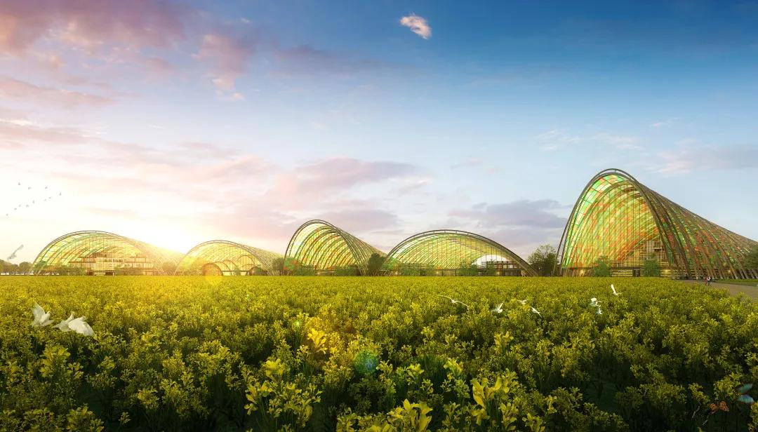 甜玉米新货上市,超级甜糯玉米新品种