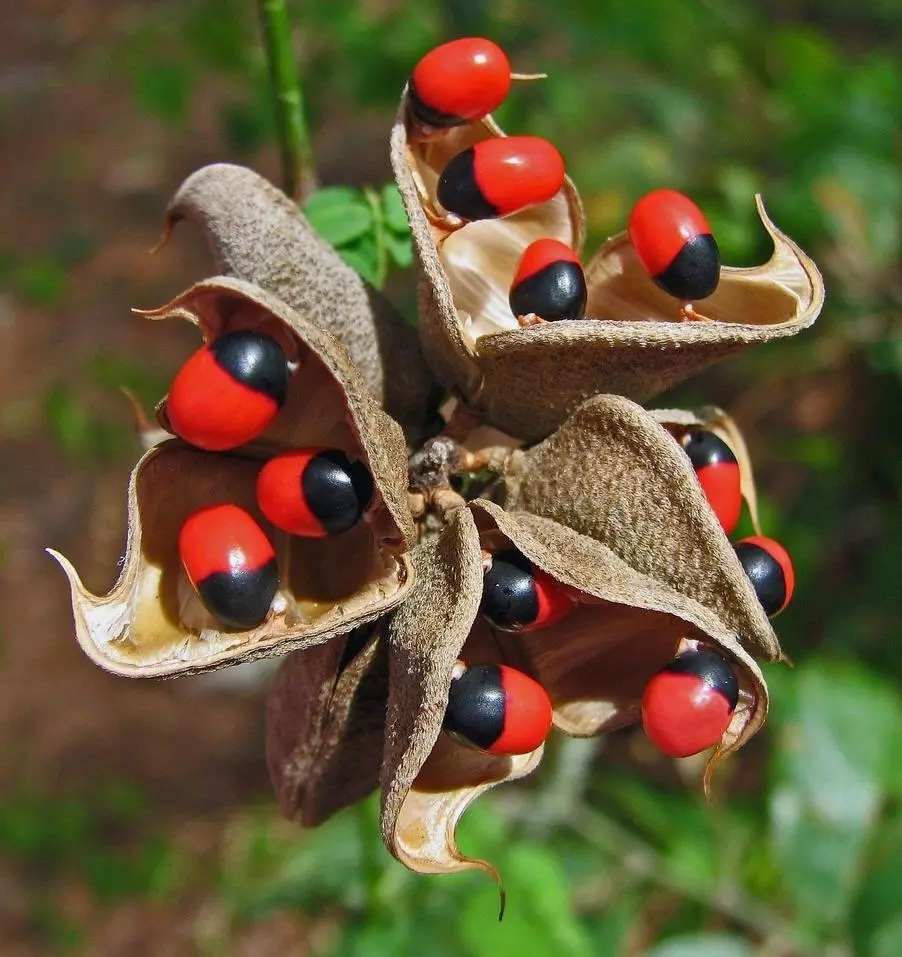 野外常见有毒植物科普,野外哪些植物有毒