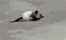 猫咪不是故意抓人如何纠正,猫咪不是有意咬伤的还用打疫苗吗