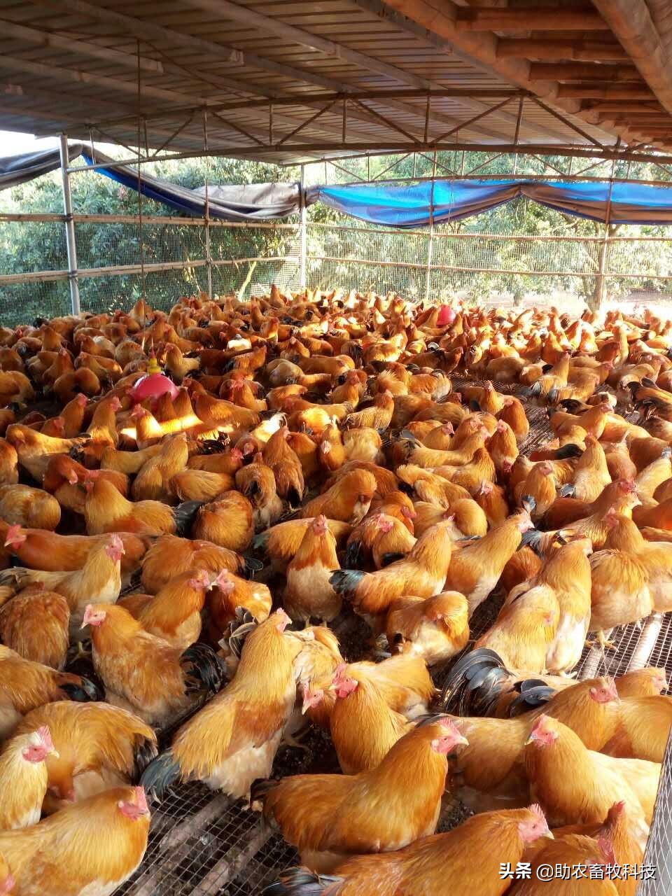 豆渣发酵饲料促生长易吸收,豆渣怎样发酵变成饲料养鸡