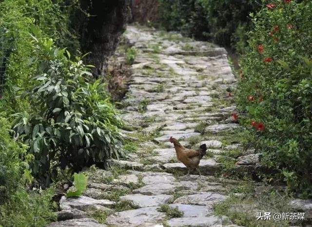 从银生到普洱，从倚邦、易武到佛海看普洱茶的产、运和销流变史