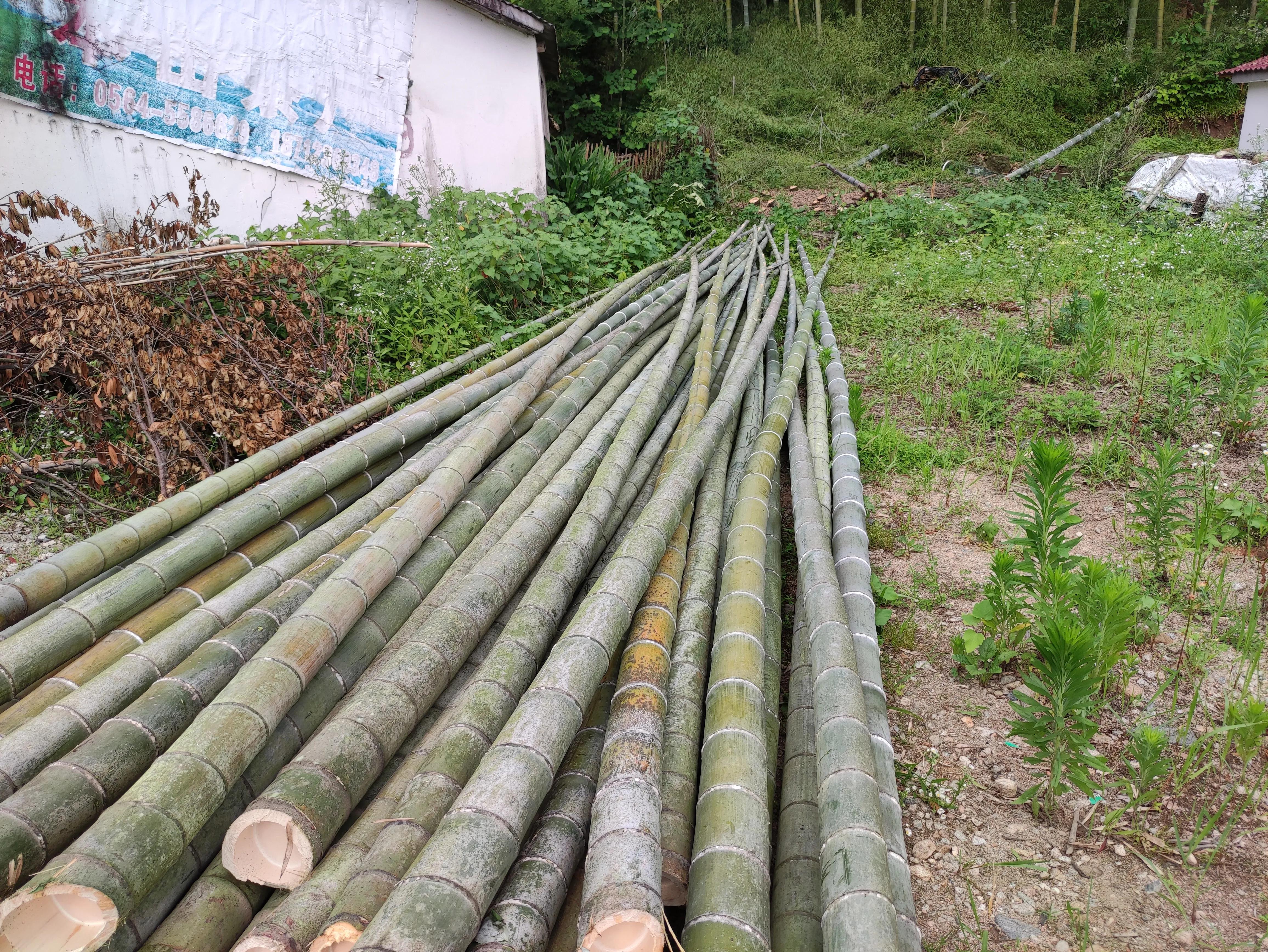 500多根毛竹只卖了1500块钱，看完你就知道农村最缺什么了