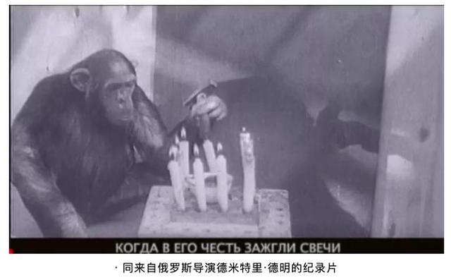 比利时女人爱上猩猩,比利时女子称与黑猩猩相爱