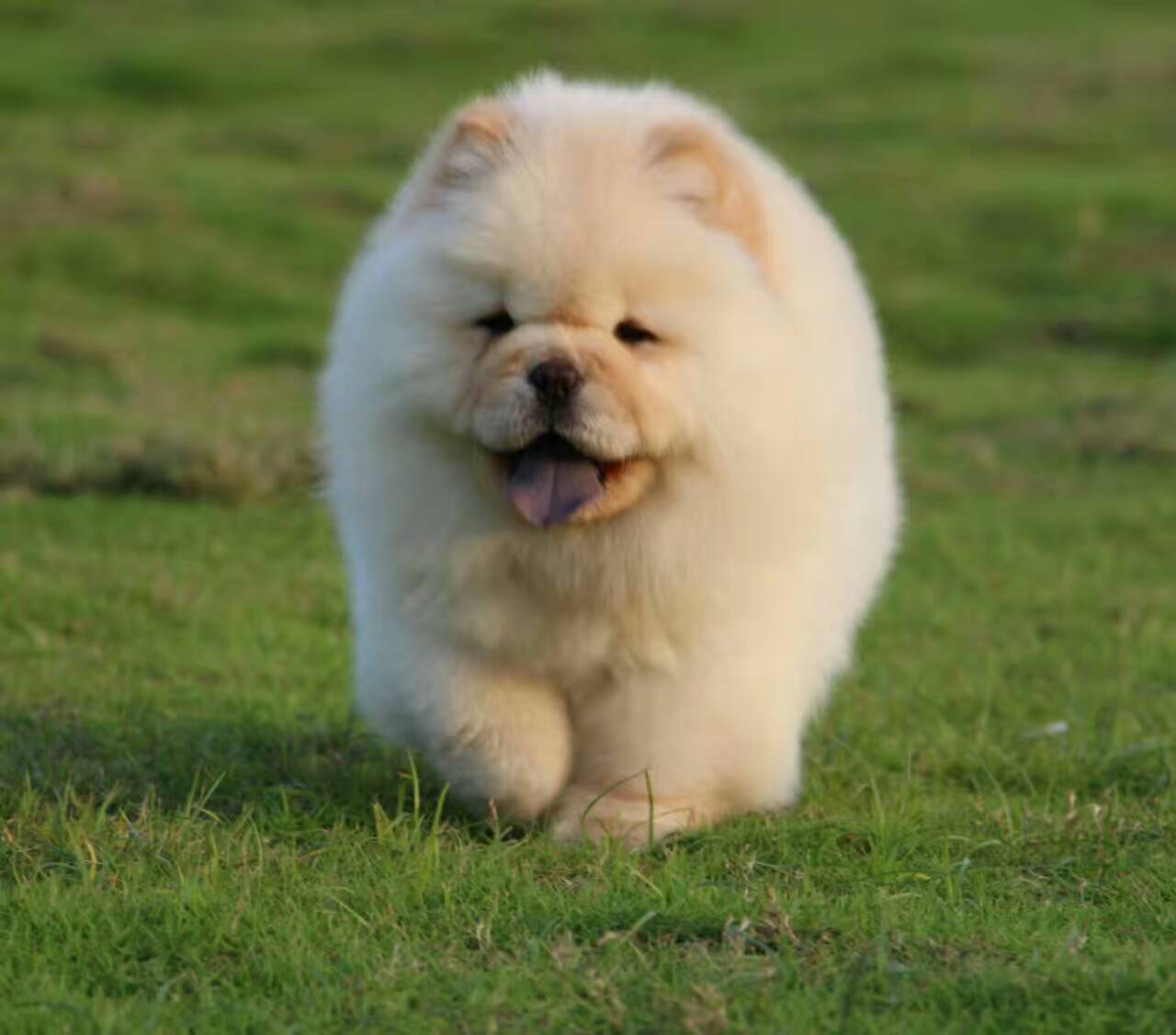 中国比较古老的犬,中国古老狗狗