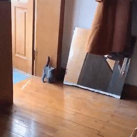 搞笑gif图来袭看一次笑一次,搞笑gif开心一刻