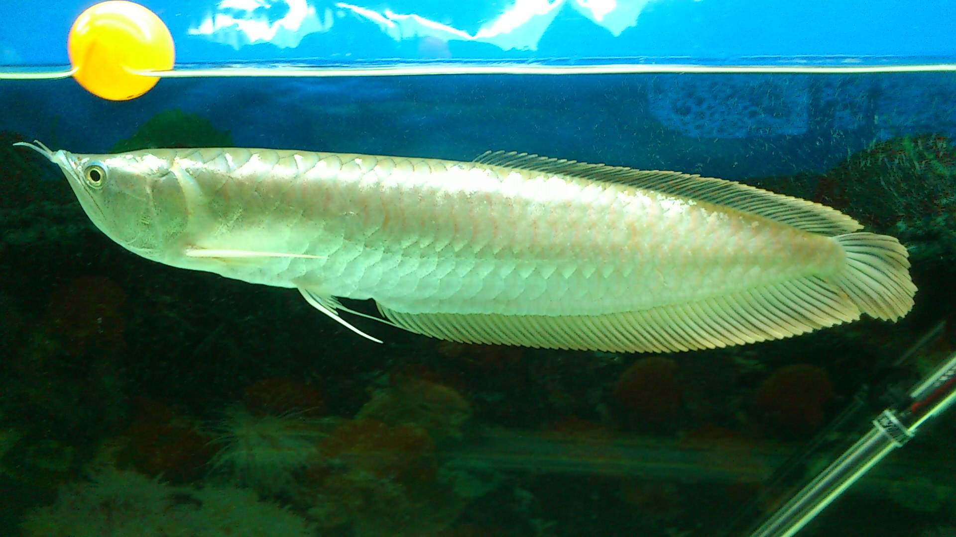 银龙鱼怎么教培,饲养银龙鱼的入门知识