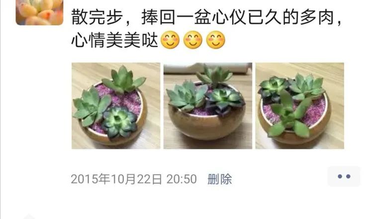 我和多肉,我与多肉