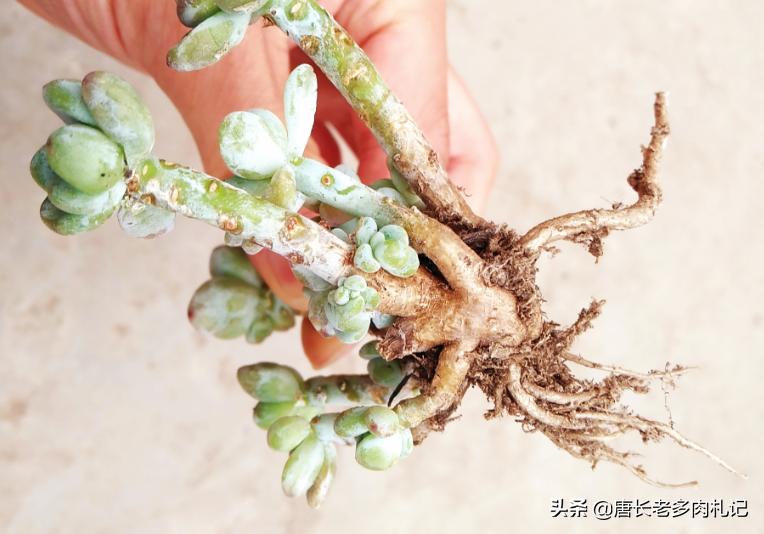 新买的裸根多肉修根后要晾几天,刚买的裸根多肉如何栽种