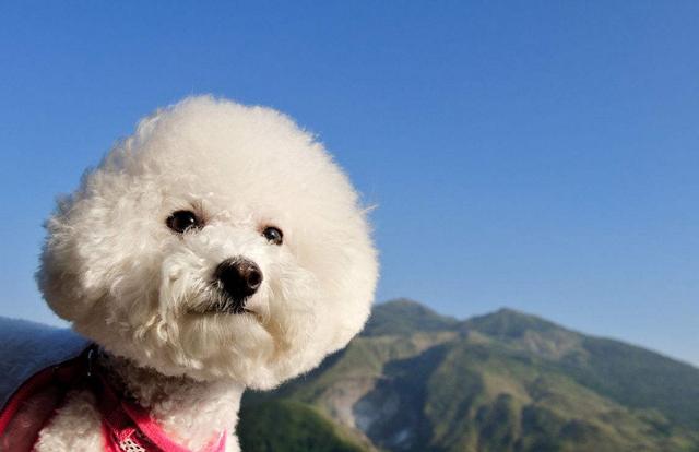 比熊犬冬天真的怕冷吗,比熊犬怕冷吗多少度合适