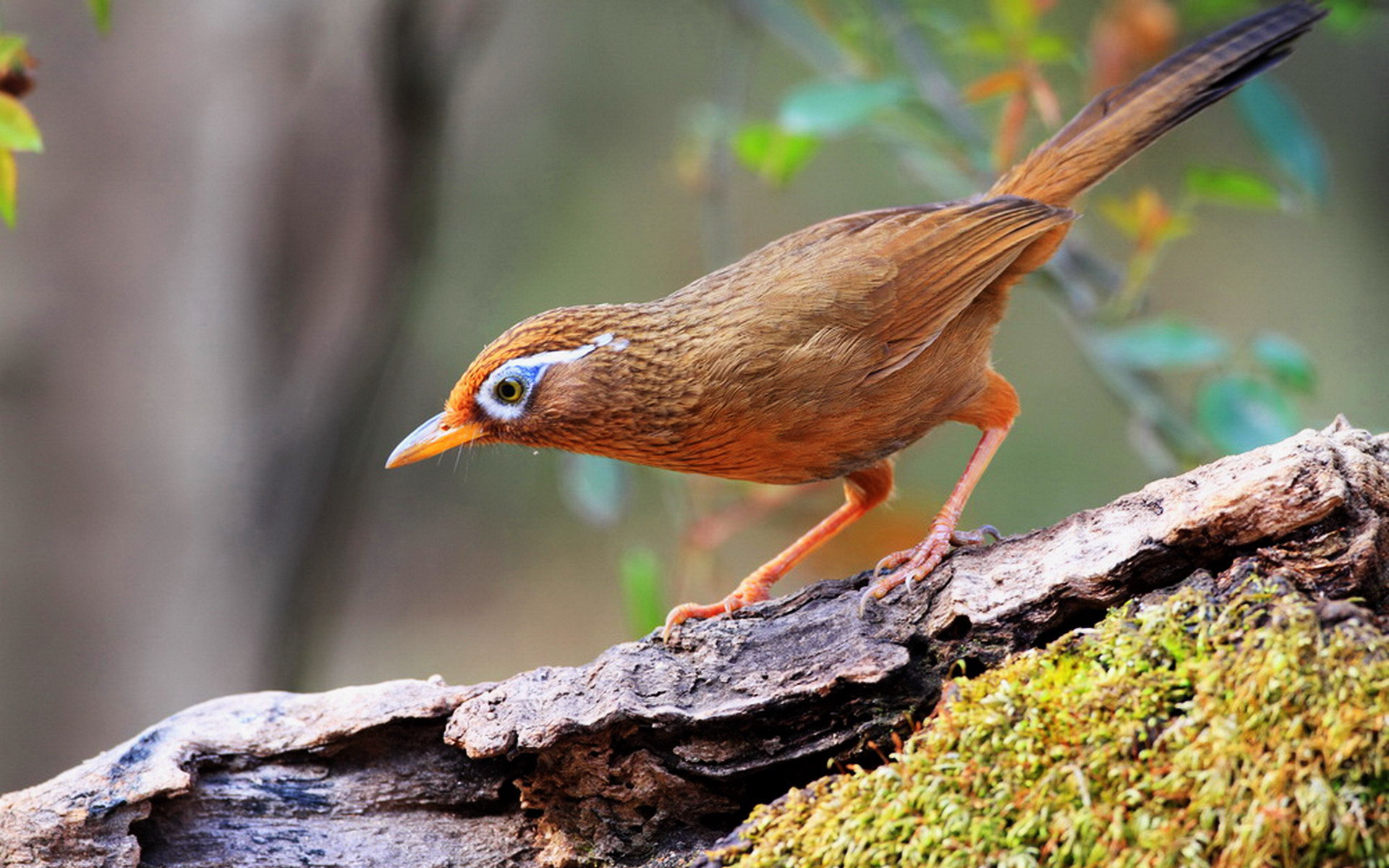 刚下山的齐毛画眉鸟如何饲养,画眉鸟的养殖方法怎么训练
