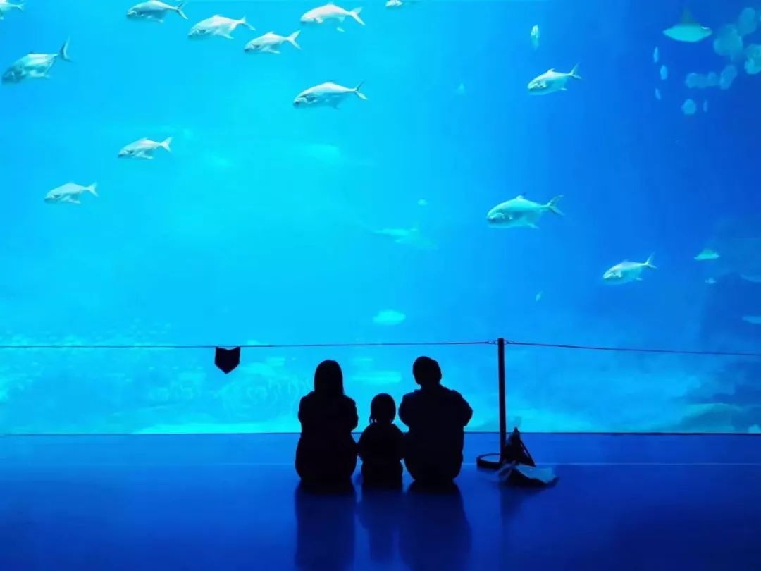 大家用手机拍出过什么好看的照片,赞别人的照片拍摄得好的句子