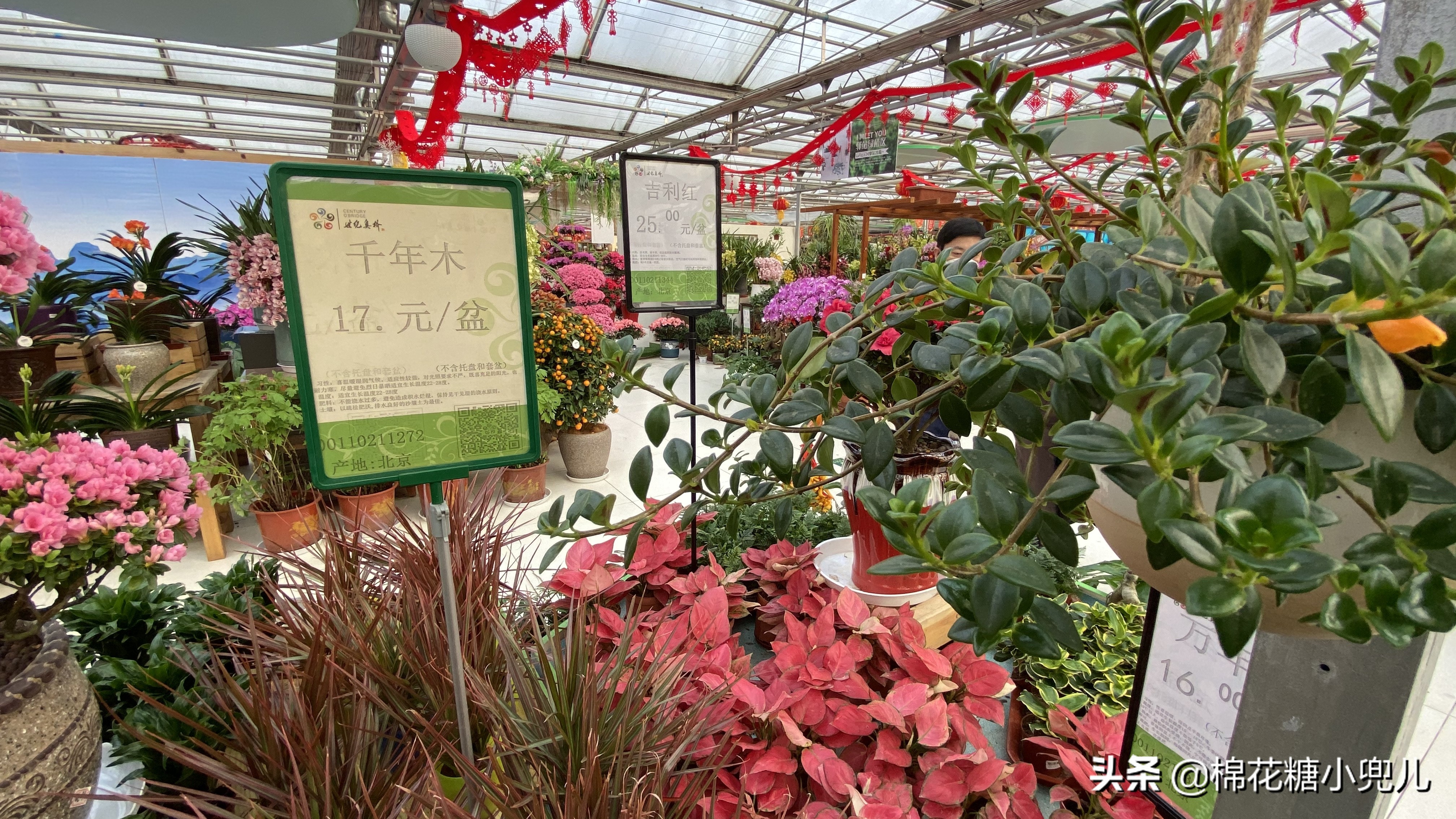 北京南四环花卉绿植批发市场,北京开一家鲜花店