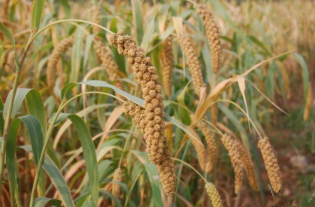 人类的祖先是怎样生活的60字,人类祖先最早发明的房子