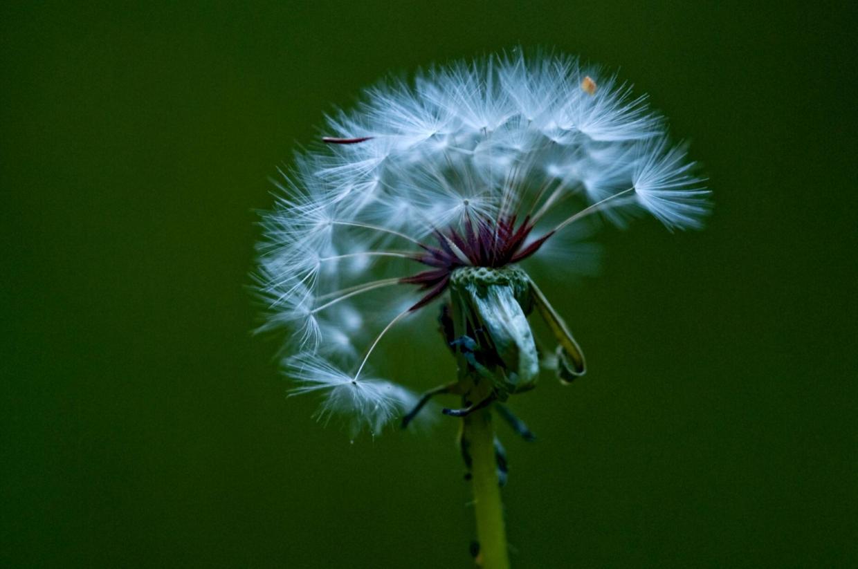 蒲公英价值高,再也不用去山里挖,阳台撒种子长出一大片
