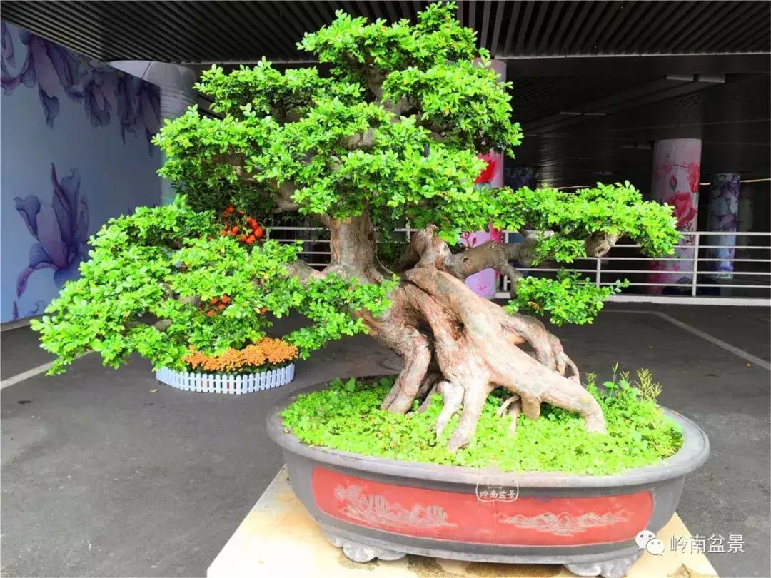 造型极美的盆景一起来欣赏,一组风吹出来的盆景欣赏动感十足