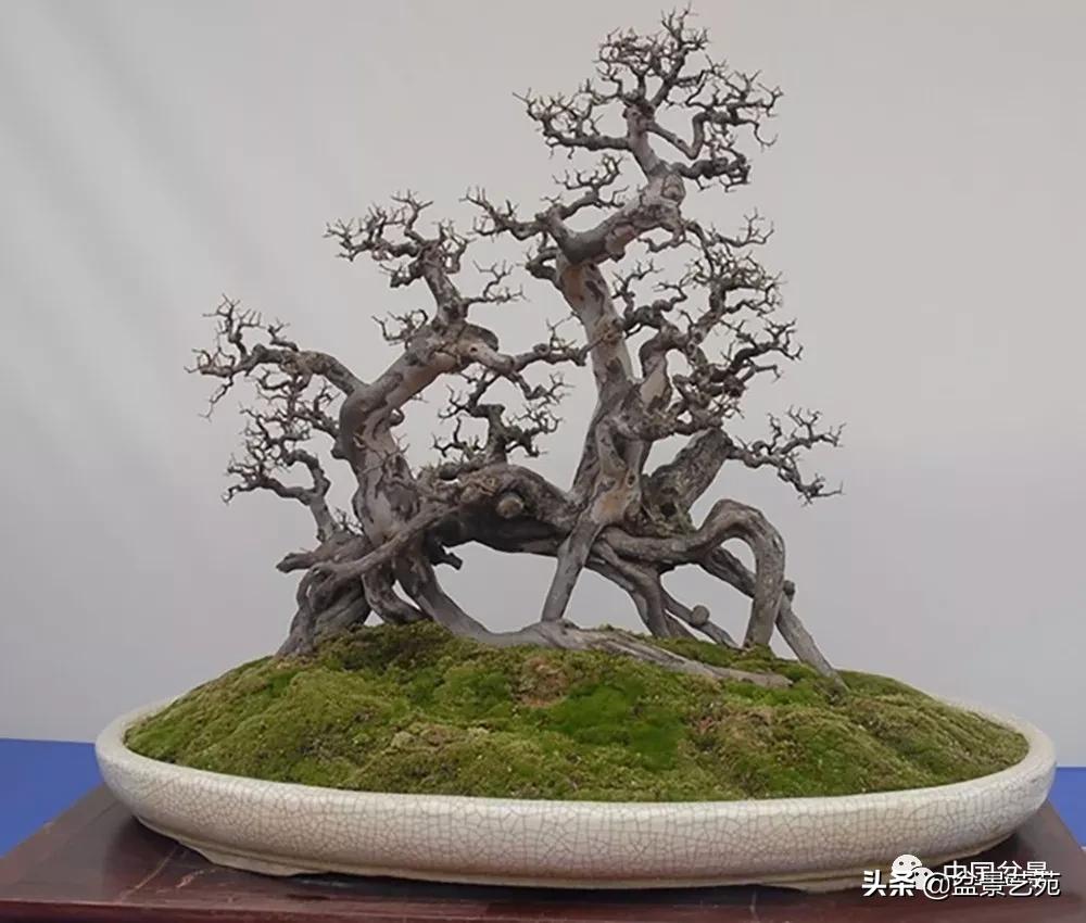 雀梅盆景艺术鉴赏图片,红芽雀梅盆景冬天怎么养护