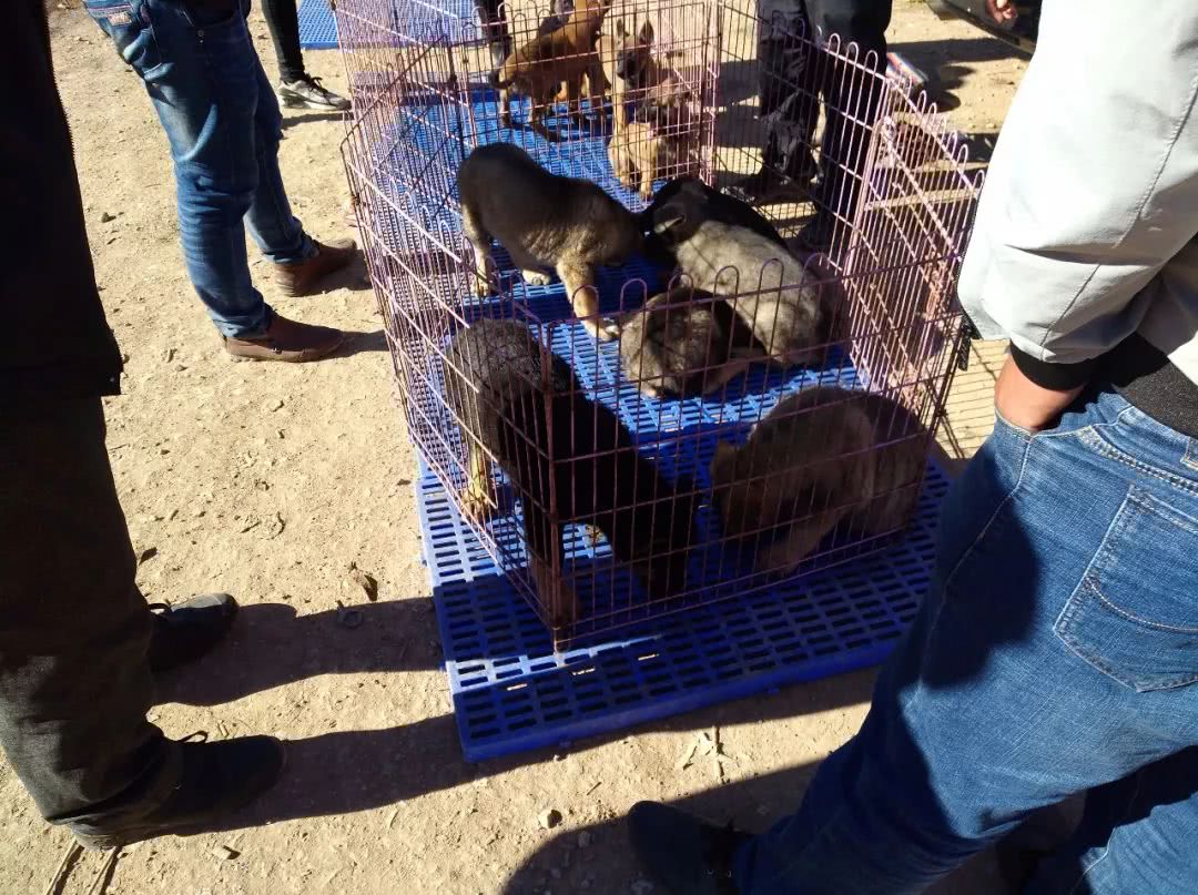 狗市昆明犬幼犬多少钱一只,在哪里可以买到最好的昆明犬幼犬