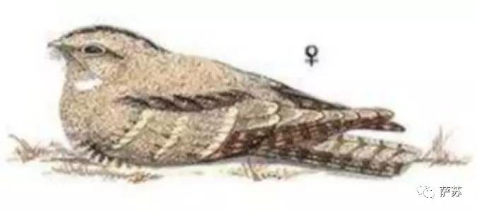 这种*疆新**特有的暗夜精灵，为何在人类视野中消失了90年？