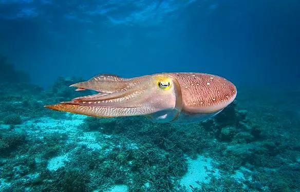 鱿鱼章鱼乌贼墨鱼八爪鱼区别,鱿鱼章鱼和乌贼区别