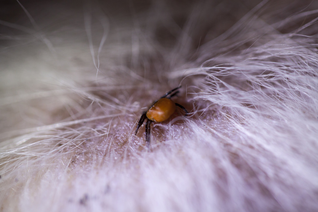 狗狗去除跳蚤蜱虫妙招,家用杀虫剂可以给狗狗喷杀跳蚤么