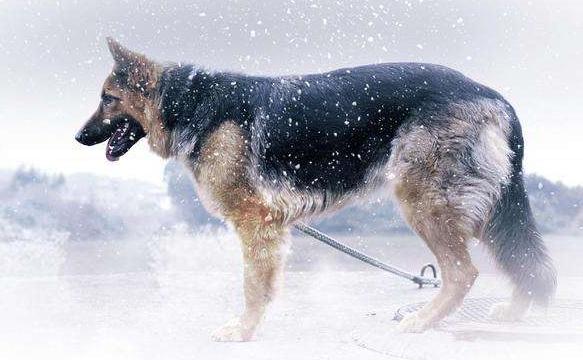 盘点特别耐寒的6种狗狗,狗狗耐寒零下多少度