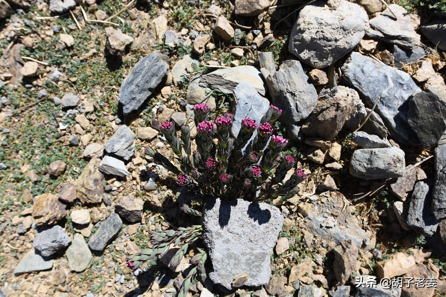 西藏三大圣湖哪个湖最美,纳木错三大圣湖之首