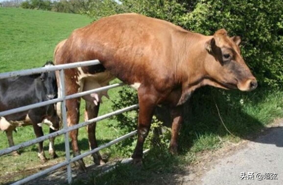 奶牛为什么那么笨,奶牛猫看起来不太聪明
