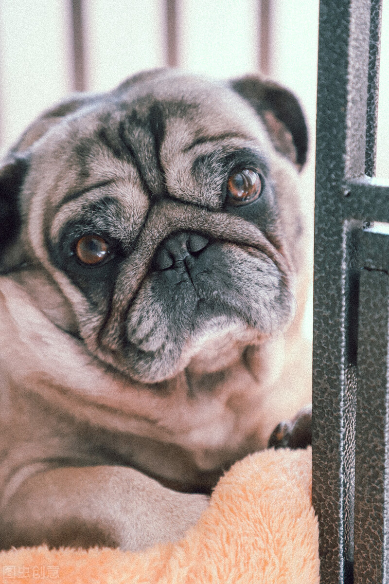 巴哥犬的饲养方法和注意事项,小型巴哥犬和中型巴哥犬的区别