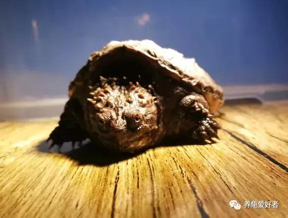 新手养龟要注意什么,关于新手养龟需要注意的几个问题