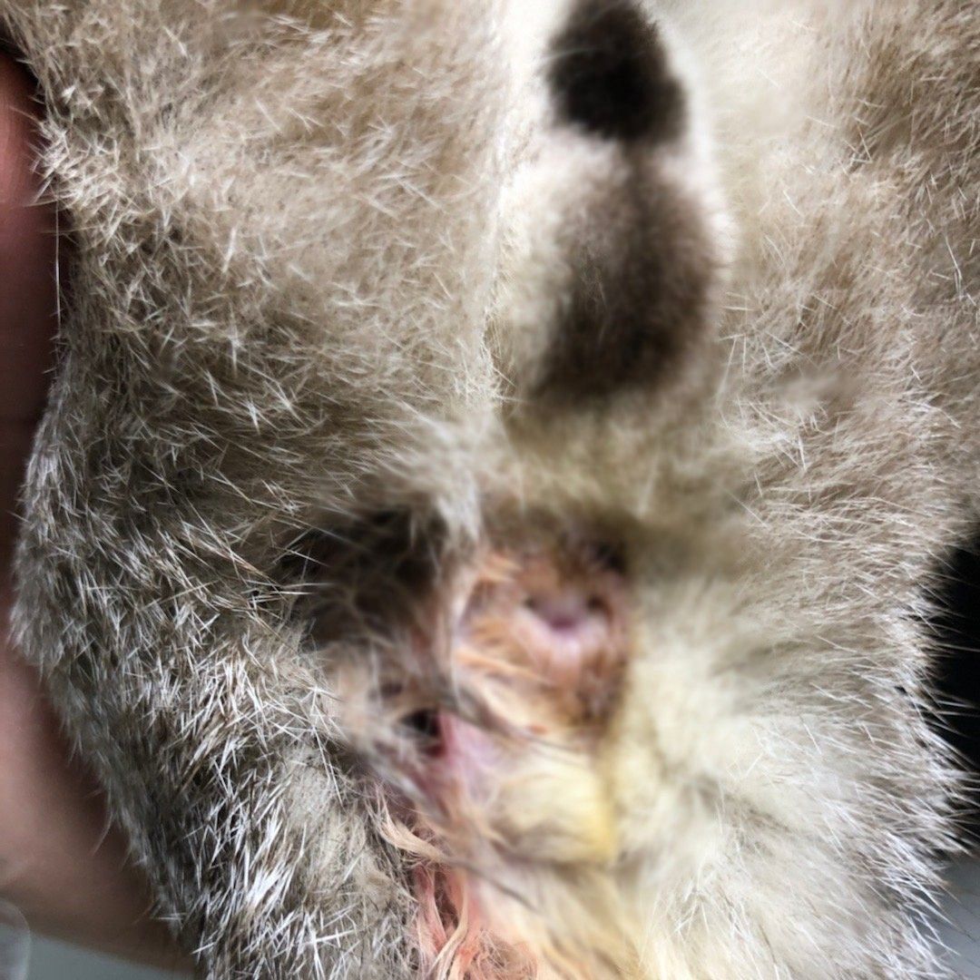 猫咪肛门腺到底要不要挤？这几种情况你得知道