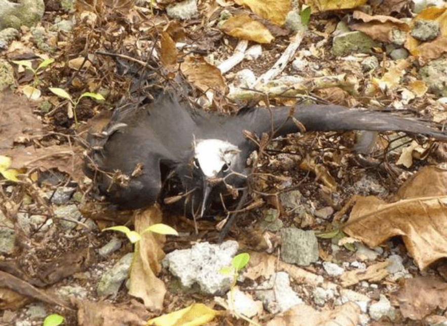捕鸟树“杀鸟为乐”,忘记传播种子,被进化带偏的物种有多可怕?