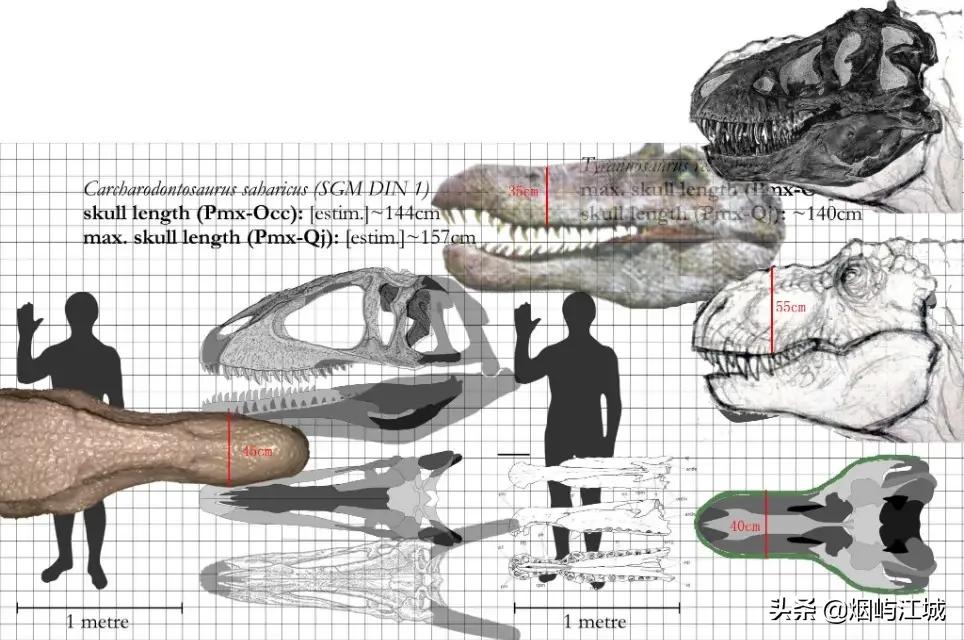 暴龙的形态,暴龙的不同形态