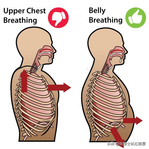 横隔膜的呼吸机制,横膈膜与丹田在发声中的作用