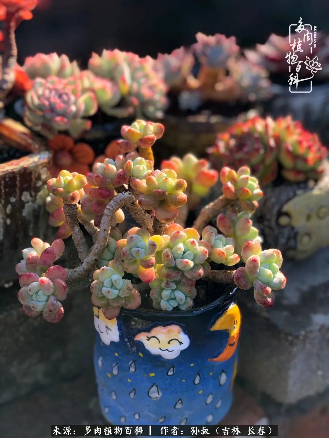 与多肉一起成长,与多肉相伴