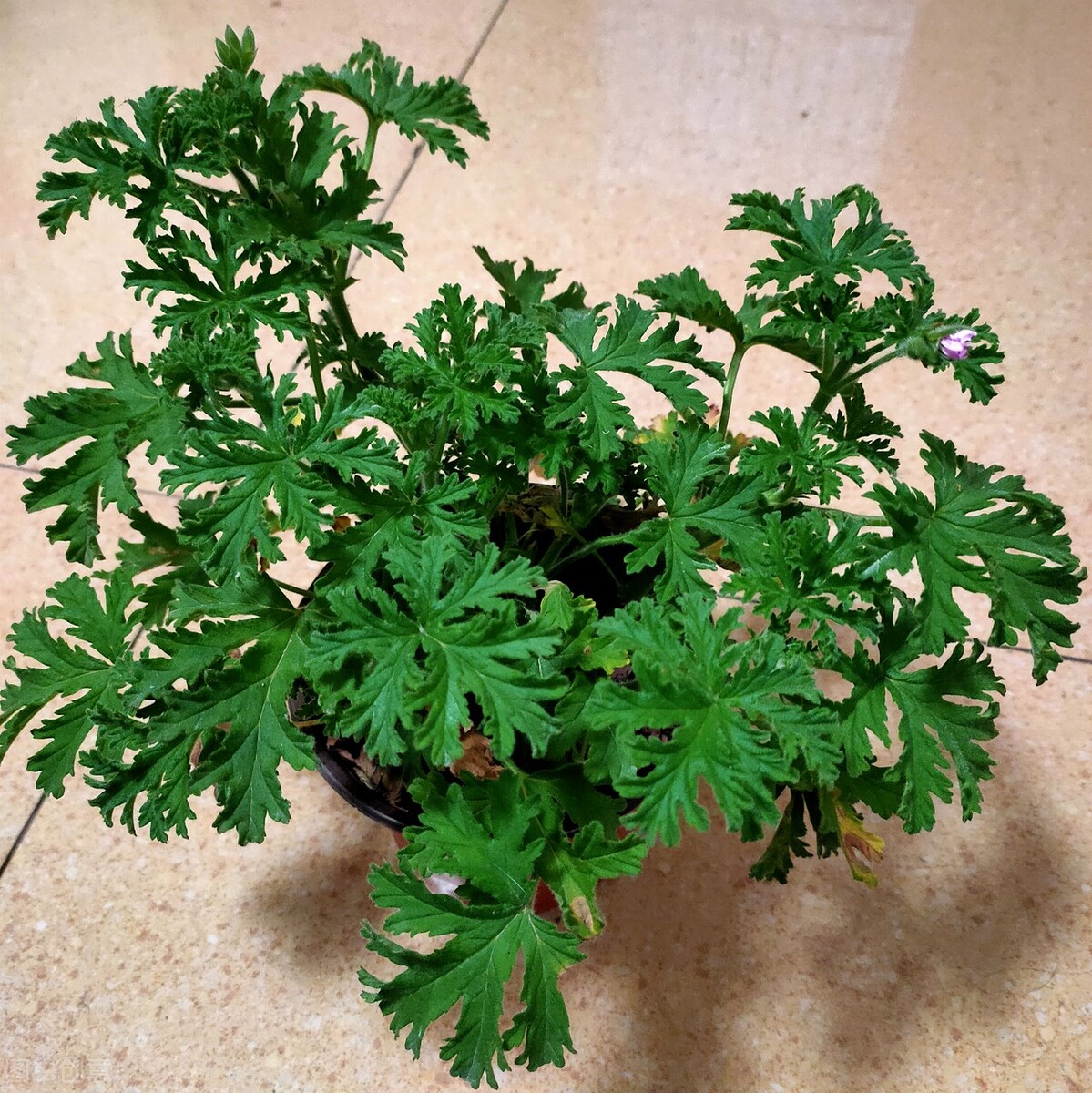 驱赶蚊虫最好养的植物,家里蚊子太多防蚊虫的花草