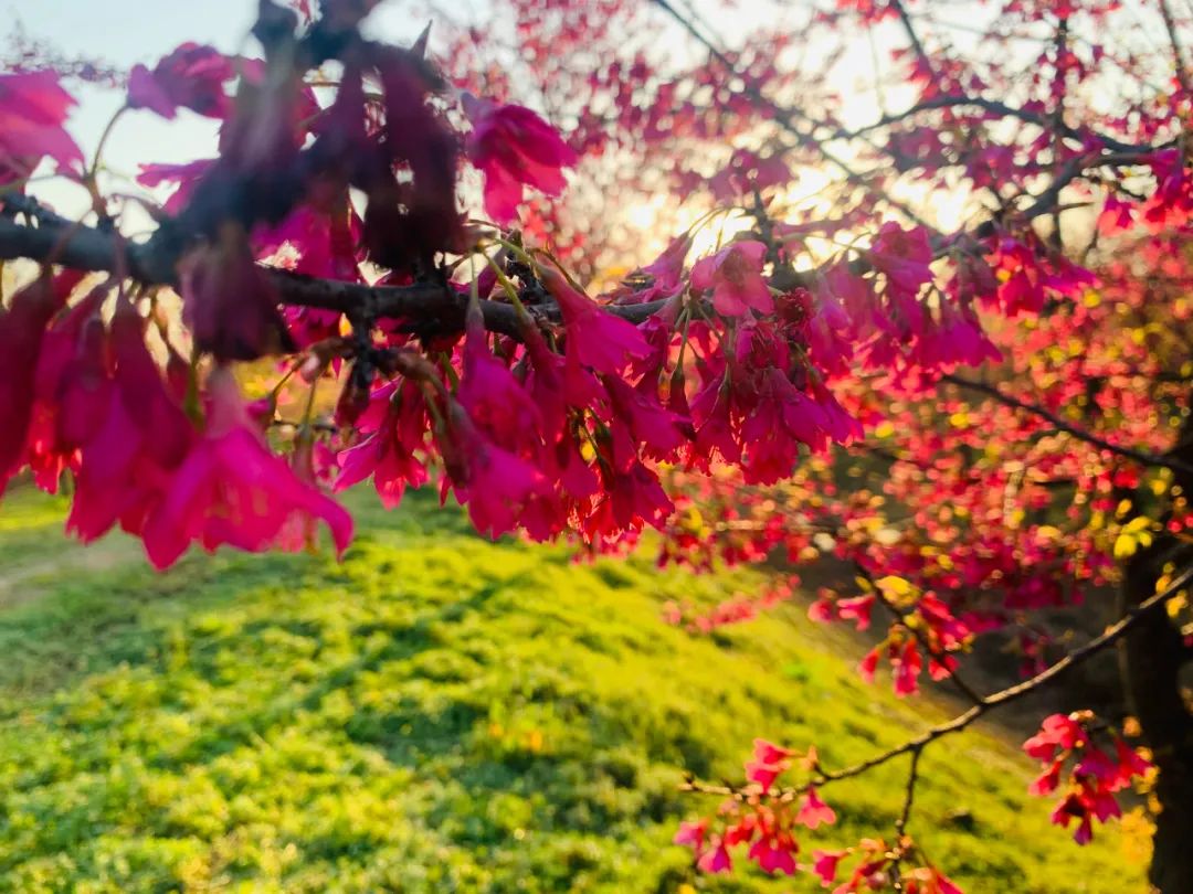 好嗨“游”（11）|这一片早樱还不去赏，错过又得等一年