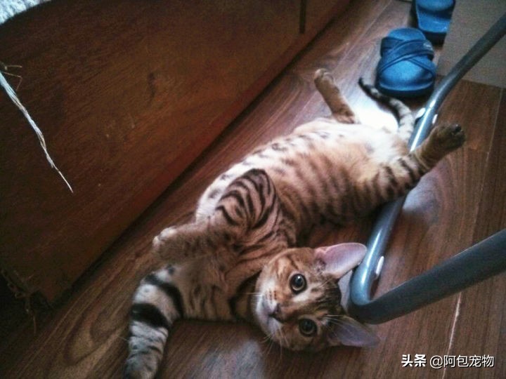 麻辣洗可以彻底治愈猫癣吗,猫癣治愈后毛还会长吗