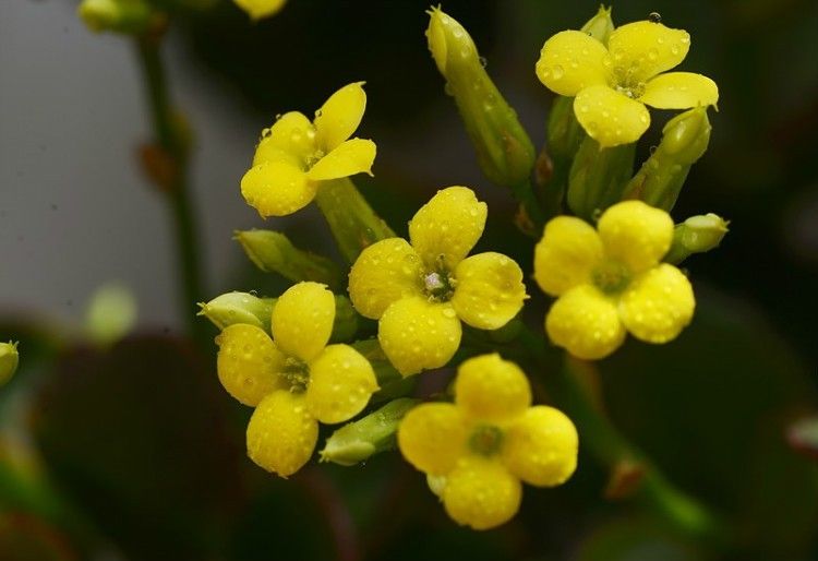 长寿花开花越来越小原因,长寿花花朵小怎么办