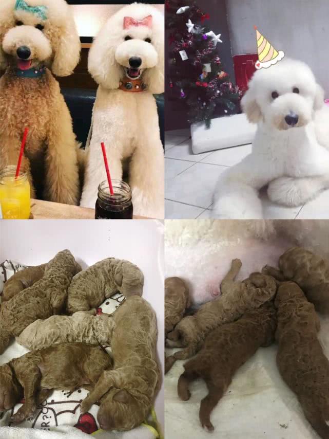 巨型贵宾犬与大泰迪的区别,泰迪巨型贵宾犬养成记