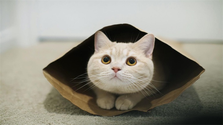 猫宅一生增肥营养膏,猫吃营养膏有什么用