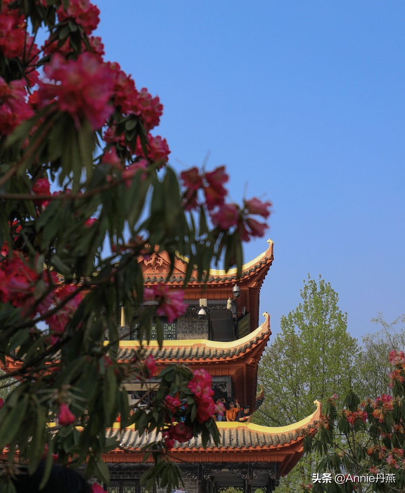 百里杜鹃花开如海,百里杜鹃百里盛开