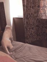 你见过猫咪的眼睛吗,你见过猫咪这种眼神吗