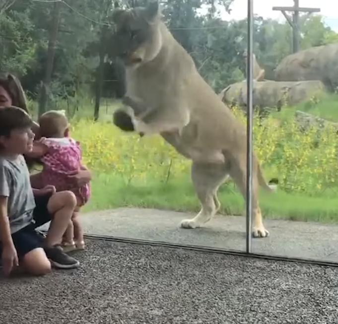 狮子为了救孩子从动物园跑出来,动物园狮子隔着玻璃扑人