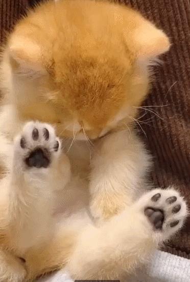 猫和老虎能杂交生育吗,猫和老虎可以生育吗