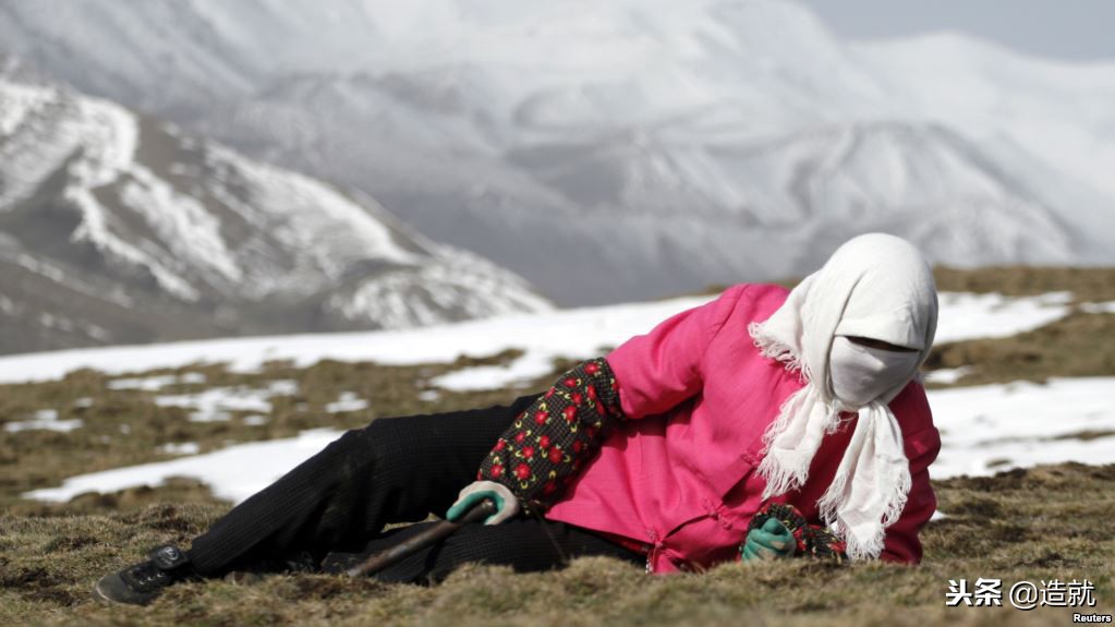 世上最珍贵的竹节虫,世界最珍贵寄生虫