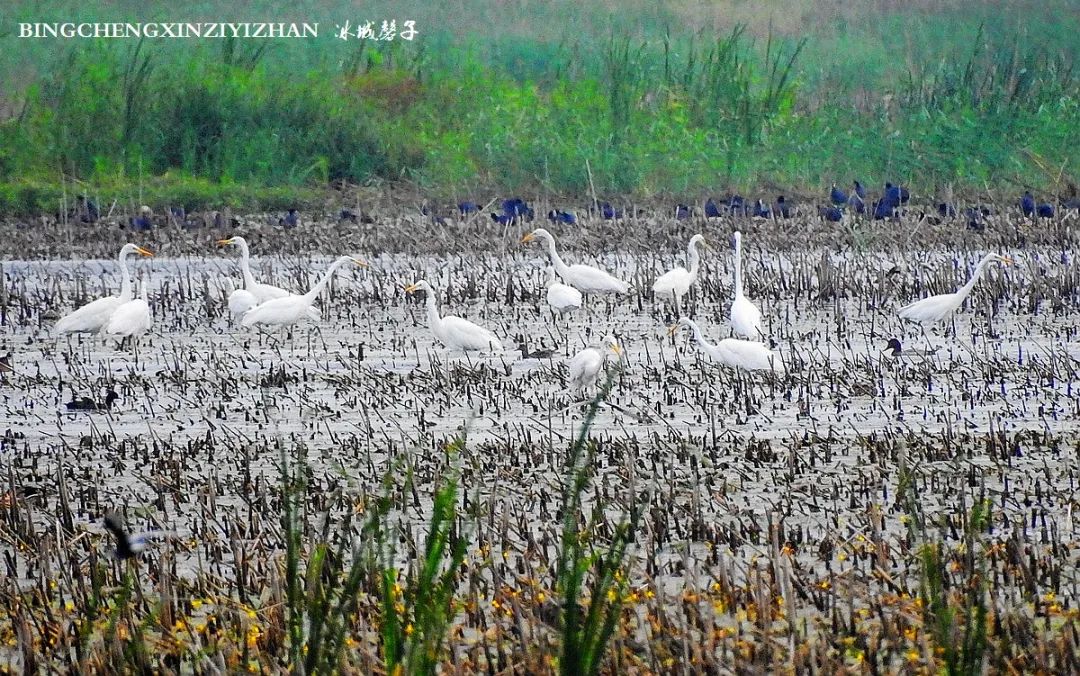 再返富锦，为着那份飘着稻花香的“湿”意约定