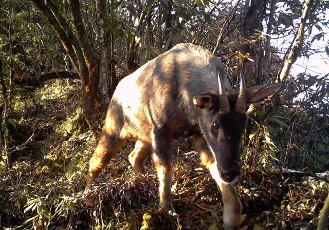 高山上的马,高山上的骏马