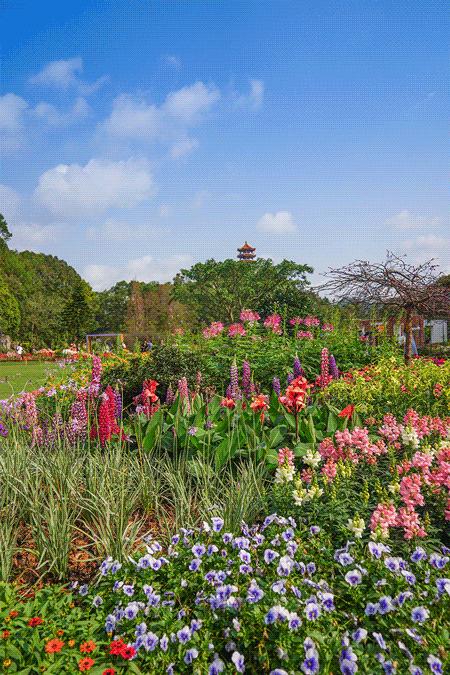 深圳史上最大最美的花展来啦,走进深圳仙湖植物园的国际花展