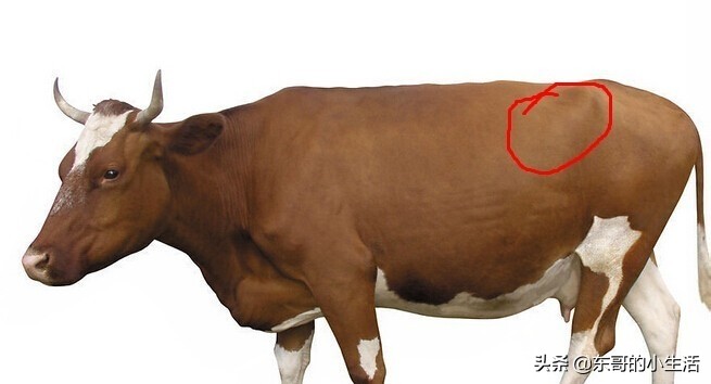 牛身上的肉各部位回民的叫法,牛身上哪个部位的肉最适合烤肉