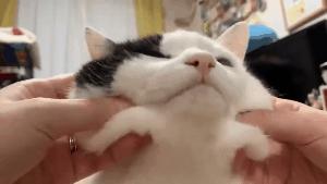 奇怪的知识增加了！猫咪简直就是液体做的